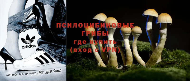 купить   Воткинск  Псилоцибиновые грибы MAGIC MUSHROOMS 